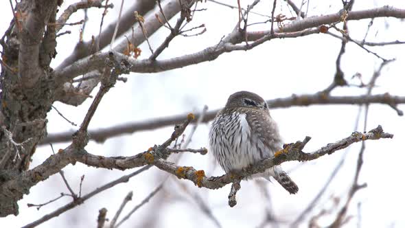 Northern Pygmy Owl sitting on branch looking around