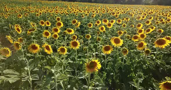 Fly Over Feld of Sunflowers