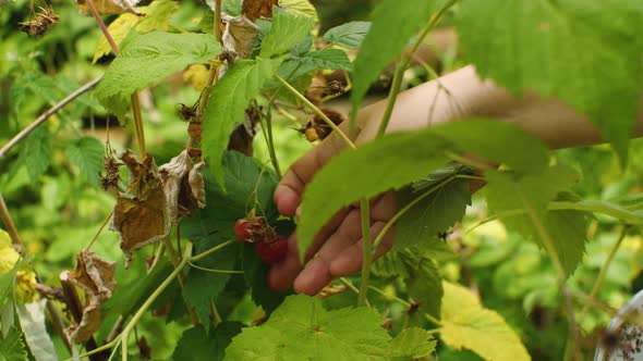 Closeup the Girl's Hand Plucks a Ripe Raspberry From a Bush and Puts It in a Plate