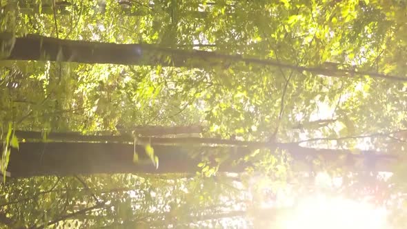 Vertical Video of Trees in the Forest in Autumn