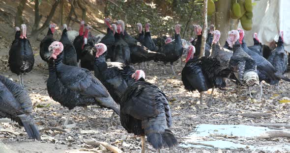 Turkey Bird at Outdoor