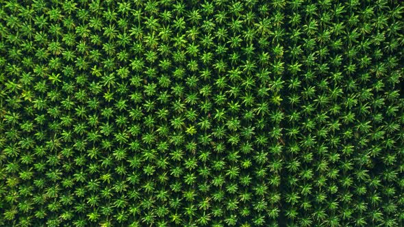 4K : Aerial view over a palm trees. palm plantation