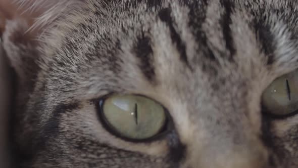 Curious young striped tabby cat macro shot of eyes looking at surroundings