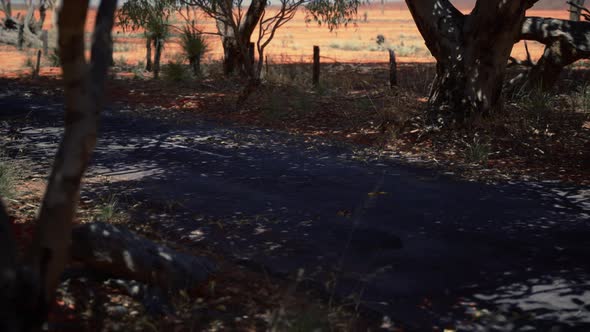 Outback Road with Dry Grass and Trees