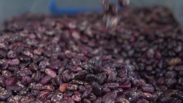 Red Beans Are Piled in a Heap in the Market Close-up. Slow Motion.