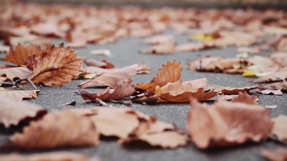Yellow Oak Leaves Fall on the Asphalt