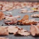 Yellow Oak Leaves Fall on the Asphalt - VideoHive Item for Sale