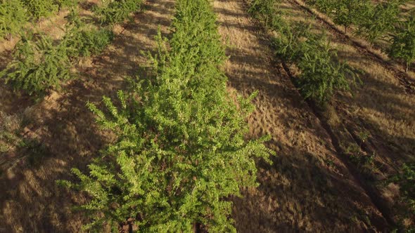 Almond Nut Trees Field