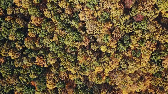 Unbelievable landscape of colorful forest in autumn from the bird's eye.