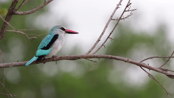 Woodland Kingfisher beautifully set against defocused background calls