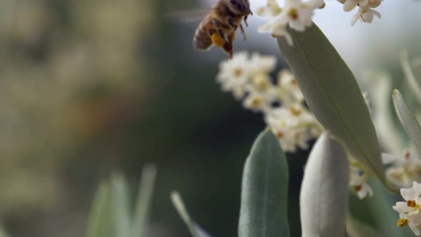 Bee Flower Fly Dof Slow Motion