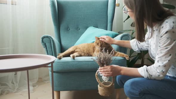 Woman Decoration Home Interior with Vase Lavender and Strokes Ginger Cat Lying on Armchair at Home