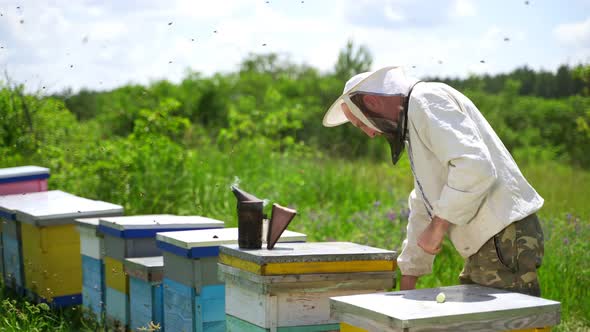 Beekeeper on apiary