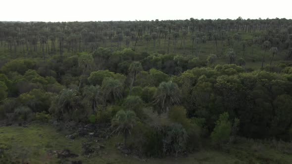 Aerial over Palm Grove, Argentina. Palm trees, savanna, nature, wildlife. Dreamy landscape. Flying f