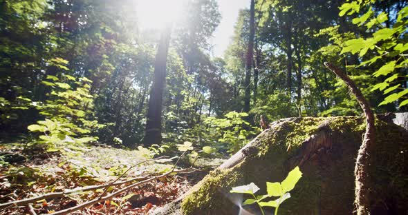 Lush Green Forest Trees and Sun Glare Shining Against the Woods