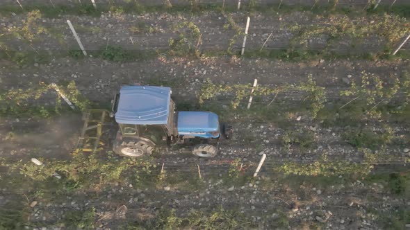 Aerial view farmer on tractor mowing weeds between rows of grapevines in vineyard landscape