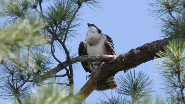 Osprey sings while looking in the air and flexing its wings.