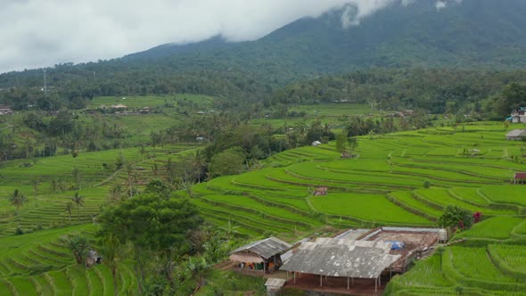Rice Field Plantations with Water on Hill Terraces in Bali