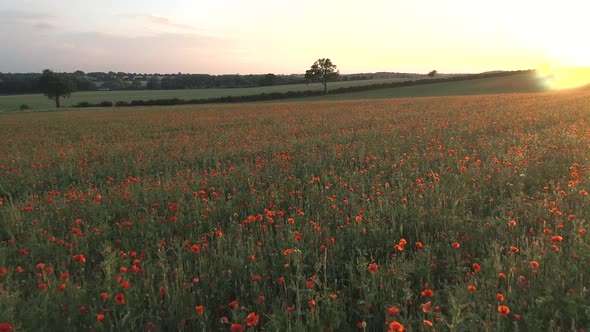 Poppies in a Farm Field at Sunset