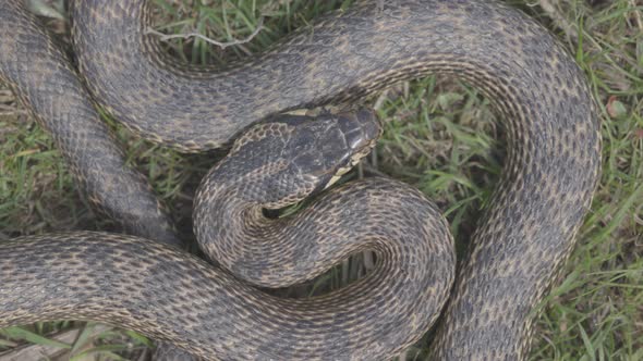 Big Blotched Snake in the Grass Latin Name Elaphe Sauromates