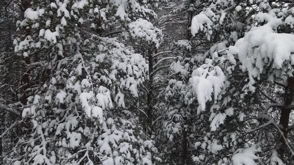 New Year's Winter Forest is Mysteriously Covered with Snow Aerial View