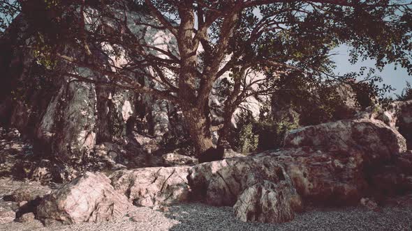 Big Tree Growing on Rocks at the Top of the Mountain