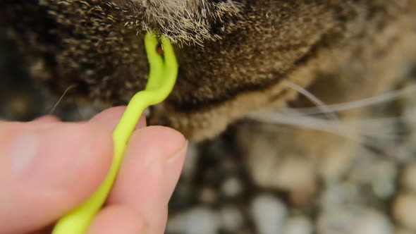 Tweezers for removing ticks.Ticks in a cat.Pets and parasites.