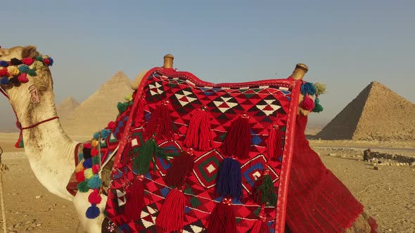 closeup of camel at Giza pyramids