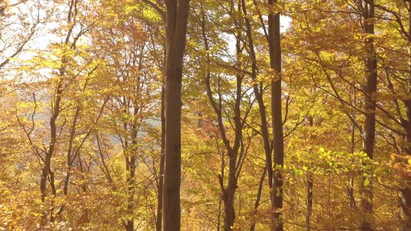 Sunny Autumn Forest