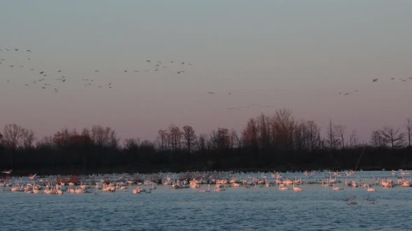 the birds of winter in north carolina