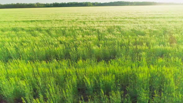 Aerial Video of a Field with Wheat at Sunset