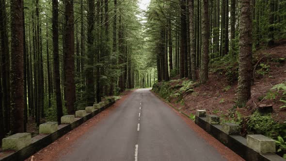 Road in a Forest with Vertigo Effect Squeezing Space