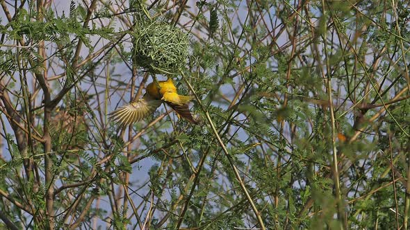 Northern Masked Weaver, ploceus taeniopterus, Male standing on Nest, in flight, Flapping wings