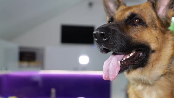 A veterinarian examines a German shepherd. The dog is sitting on the table. Pet care concept.