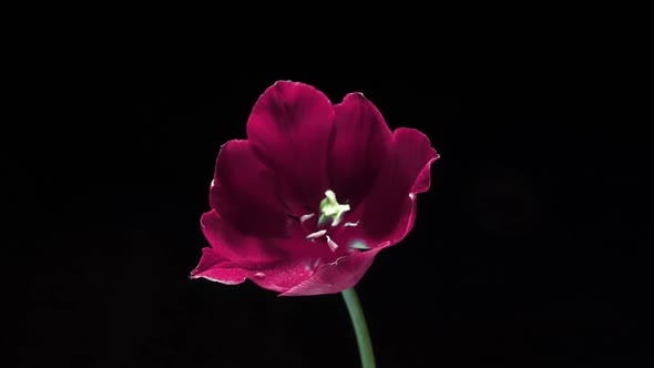 Beautiful Pink Tulip Flower Blooming on Black Background Closeup
