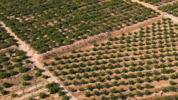 Green Citrus Farm Crops In Mediterranean Climate Near Algorfa, Spain.