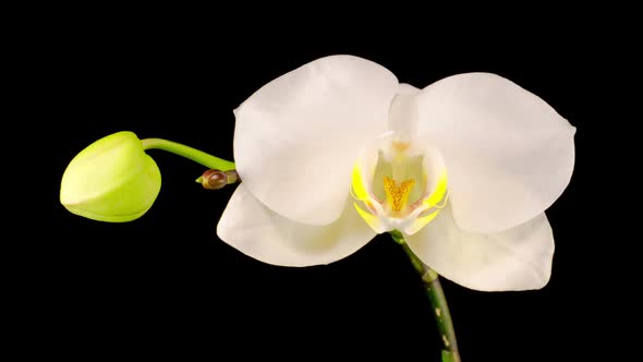 Blooming White Orchid Phalaenopsis Flower