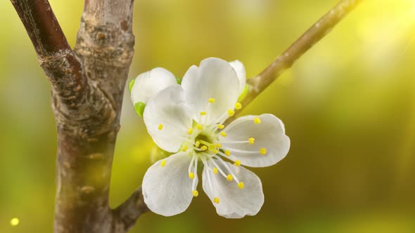 Beautiful Spring Cherry Tree Flowers Blossom Timelapse Extreme Close Up