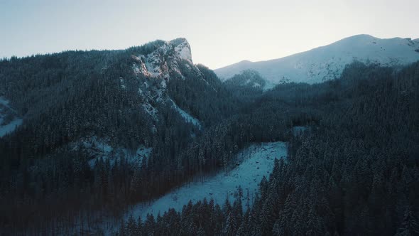 Mountain Forest Misty Landscape Evergreen Trees With Mountains Touching The White Sky