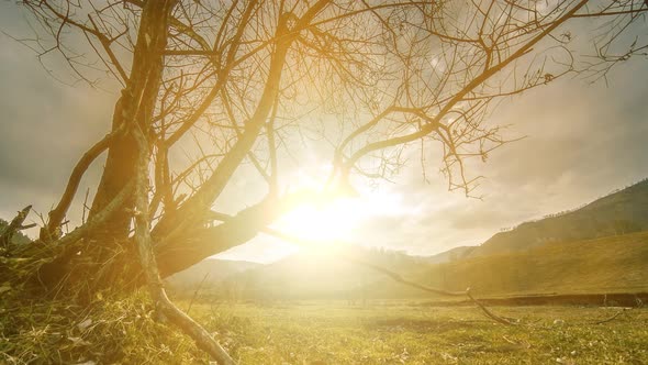 Time Lapse of Death Tree and Dry Yellow Grass at Mountian Landscape with Clouds and Sun Rays