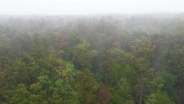 Forest in Fog in Rainy Autumn Weather. Ukraine. Aerial View, Slow Motion