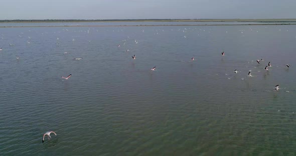 Aerial Panning of Flamingos Flying Over a Salt Lake in Albania