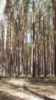 Vertical Video of Forest Landscape with Pine Trees in Summer Slow Motion