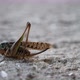 A Small Grasshopper Moving Its Goose on a Gray Ground Background - VideoHive Item for Sale
