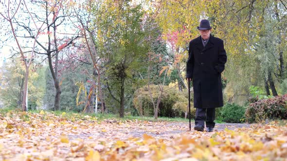 Elderly Grayhaired Man Walking in the Autumn Park a Lot of Yellow Leaves on the Sidewalk