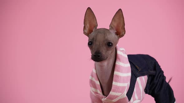Cute Xoloitzcuintle in Black Pink Fashionable Jumpsuit in the Studio on a Pink Background