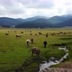 Grassing Cattle Beautiful Tranquil Green Land Forest Mountains Drone View - VideoHive Item for Sale
