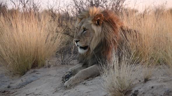 Big Male African Lion - Kalahari Desert
