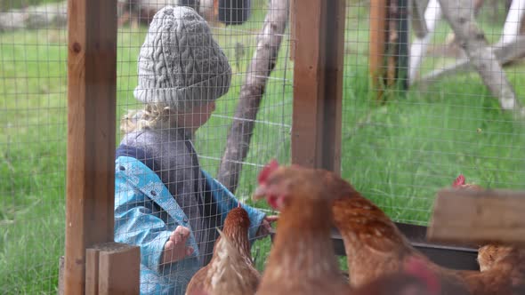 Young Boy Watching Chickens in Hen House