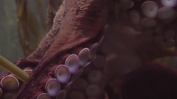 Slow motion. Big octopus in large salt water aquarium.